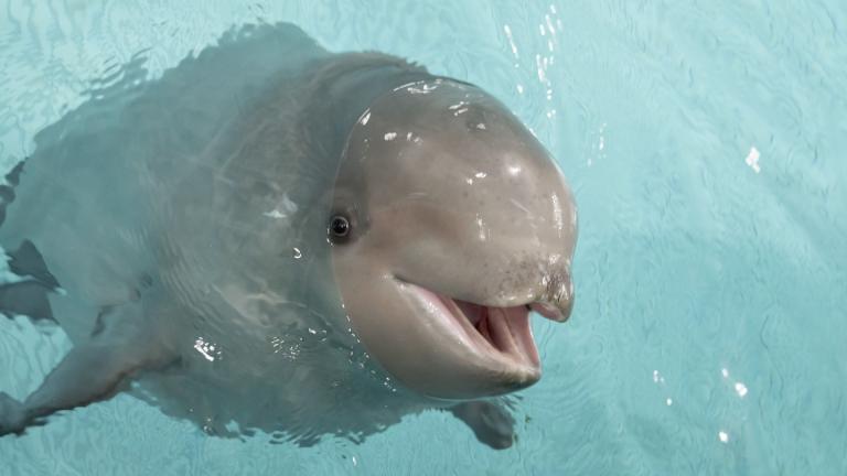 Shedd’s 6-month-old baby beluga is hitting key development milestones, and now he needs a name. (Brenna Hernandez / Shedd Aquarium)