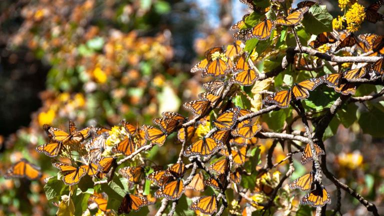Monarch butterflies roosting at their wintering site in Mexico. (Alberto Loyo / iStock)