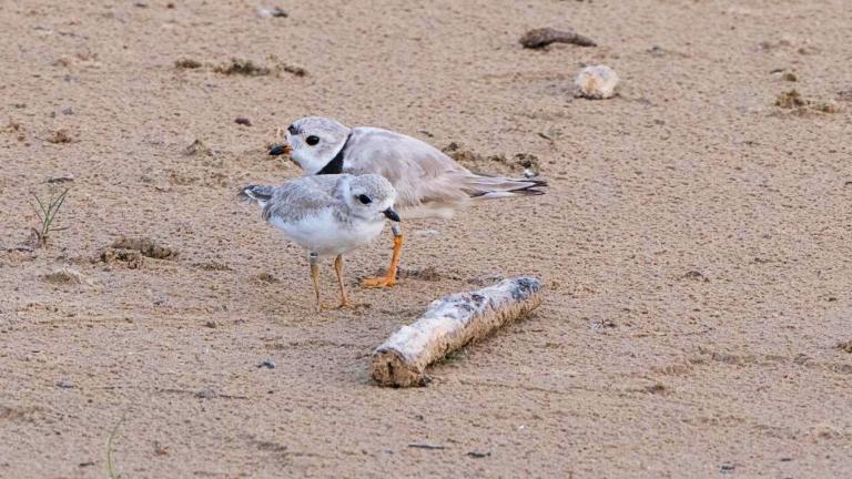 Imani with his 2024 offspring Nagamo, at Montrose Beach. (Courtesy of Chicago Piping Plovers)