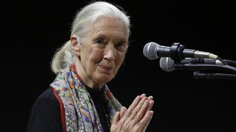 Primatologist and conservationist Jane Goodall delivers the 50th George Gamow Memorial Lecture at the University of Colorado, Boulder, Colo., Oct. 1, 2015. (AP Photo / Brennan Linsley, File)