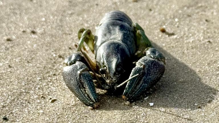 A rusty crayfish, seen at Montrose beach, February 2025. (Patty Wetli / WTTW News)
