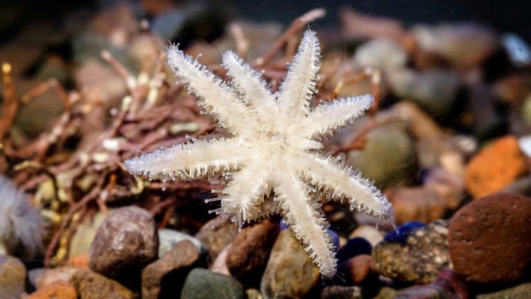 Endangered sunflower sea stars — debuting at Shedd Aquarium — can grow as many as 24 arms and have as many as 15,000 tube legs. (Shedd Aquarium)