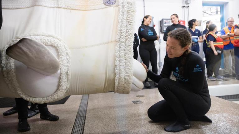 A beluga whale en route to her new home at Shedd Aquarium in Chicago, Aug. 13, 2026. (Gavin Wright / Shedd Aquarium)