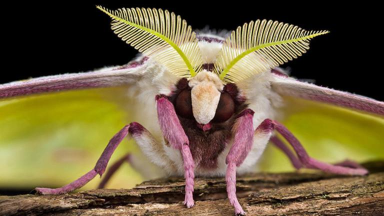 A luna moth, featured in "Biomechanics," uses its bushy antennae to smell mates up to seven miles away. (Courtesy of Field Museum)