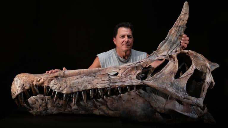 Paleontologist Paul Sereno marvels at the skull cast of the first dinosaur to be named from the Jenguebi fossil area in Niger, the spinosaurid Spinosaurus mirabilis. (Keith Ladzinski)