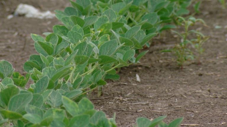 A row of soybeans is pictured in a field in Springfield. (Andrew Campbell / Capitol News Illinois)