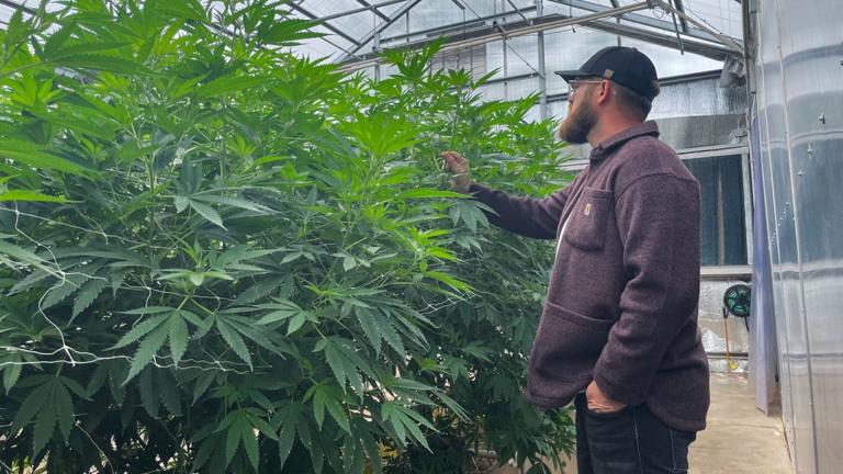 Justin Ward stands next to some hemp plants at Stoney Branch Farms, which can grow to be 12-16 feet. While Stoney Branch sells hemp in the form of gummies, teas, capsules, joints and whole flowers, hemp is also widely used to make paper, fabrics, rope, makeup and lotions. (Isabella Schoonover / Medill Illinois News Bureau)