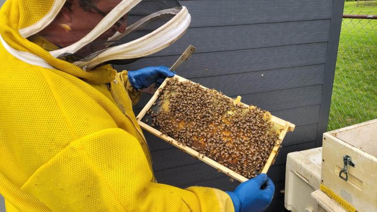 Luke Harvey, owner of the Riverview Road Apiary, inspects a frame of bees. (Tom O’Connor / Medill Illinois News Bureau)
