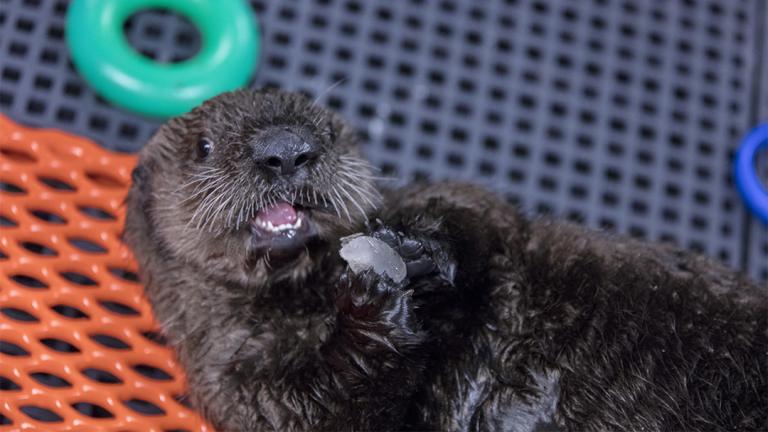 Shedd Aquarium's Animal Response Team has been assisting with the rehabilitation of an orphaned sea otter pup in Seward, Alaska. (©Shedd Aquarium / Brenna Hernandez)