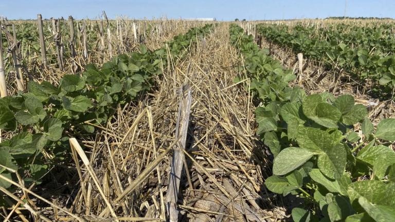 Soybeans planted in cereal rye cover crop. Planting cover crops can reduce soil erosion, break up compacted soil, provide a habitat for beneficial insects and wildlife, and prevent latent fertilizer from leaching into rivers and streams. (Jennifer Jones / Illinois Extension)