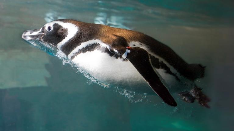 (Shedd Aquarium / Facebook)