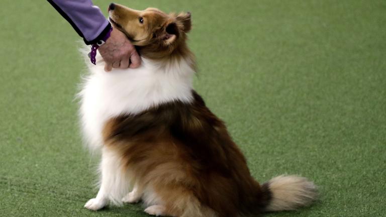 This Feb. 9, 2019 file photo shows a Shetland sheepdog at the Westminster Kennel Club Dog Show in New York. (AP Photo / Wong Maye-E) This Feb. 9, 2019 file photo shows a Shetland sheepdog at the Westminster Kennel Club Dog Show in New York. (AP Photo / Wong Maye-E)