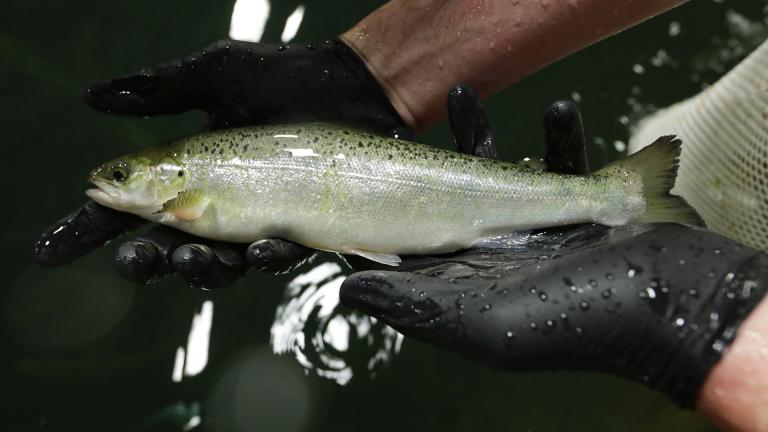 Peter Bowyer, the facility manager at AquaBounty Technologies, holds one of the last batch of conventional Atlantic salmon raised at the commercial fish farm in Albany, Indiana on Wednesday, June 19, 2019. (AP Photo / Michael Conroy) Peter Bowyer, the facility manager at AquaBounty Technologies, holds one of the last batch of conventional Atlantic salmon raised at the commercial fish farm in Albany, Indiana on Wednesday, June 19, 2019. (AP Photo / Michael Conroy)