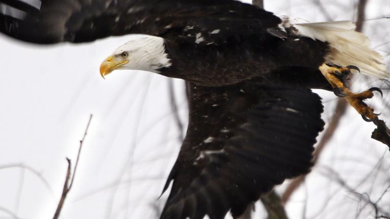 In this Feb. 1, 2016 file photo, a bald eagle takes flight at the Museum of the Shenandaoh Valley in Winchester, Virginia.  (Scott Mason / The Winchester Star via AP, File)