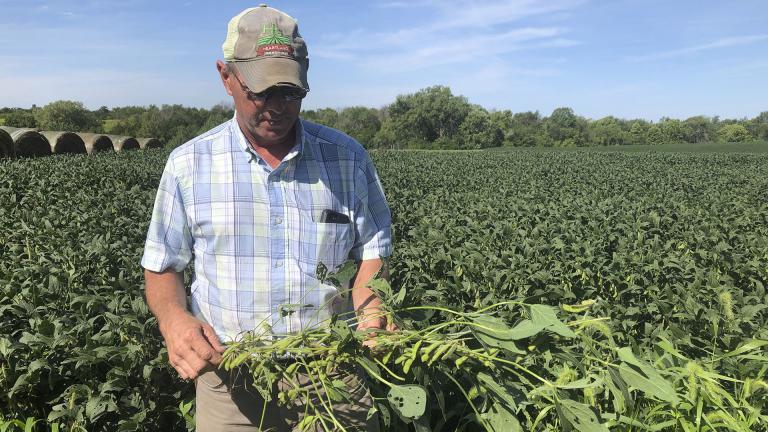 Farmer Randy Miller is shown with his soybeans, Thursday, Aug. 22, 2019, at his farm in Lacona, Iowa.  (AP Photo / Julie Pace)