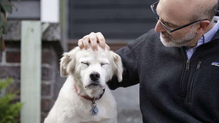 In this Monday, Nov. 11, 2019 photo, University of Washington School of Medicine researcher Daniel Promislow, the principal investigator of the Dog Aging Project grant, rubs the head of his elderly dog Frisbee at their home in Seattle. (AP Photo / Elaine Thompson)