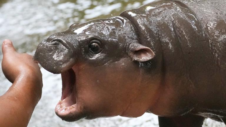 Two-month-old baby hippo Moo Deng plays with a zookeeper in the Khao Kheow Open Zoo in Chonburi province, Thailand, Thursday, Sept. 19, 2024. (AP Photo / Sakchai Lalit)