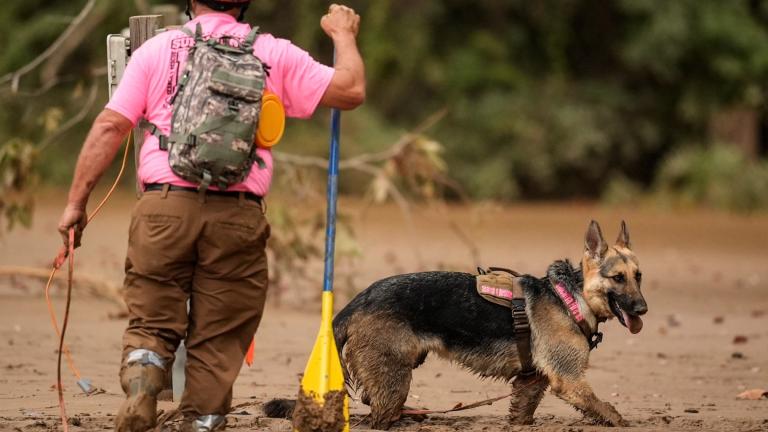 A search and rescue dog and handler searches for victims in deep mud in the aftermath of Hurricane Helene, Tuesday, Oct. 1, 2024, in Swannanoa, N.C. (AP Photo / Mike Stewart)