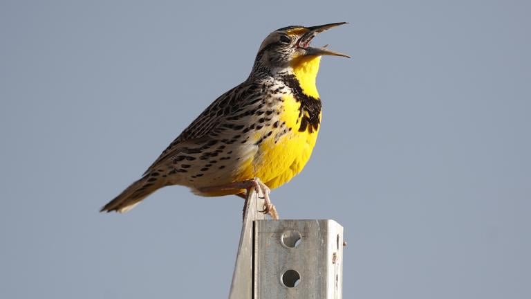 This April 14, 2019 file photo shows a western meadowlark in the Rocky Mountain Arsenal National Wildlife Refuge in Commerce City, Colorado. (AP Photo / David Zalubowski, File)