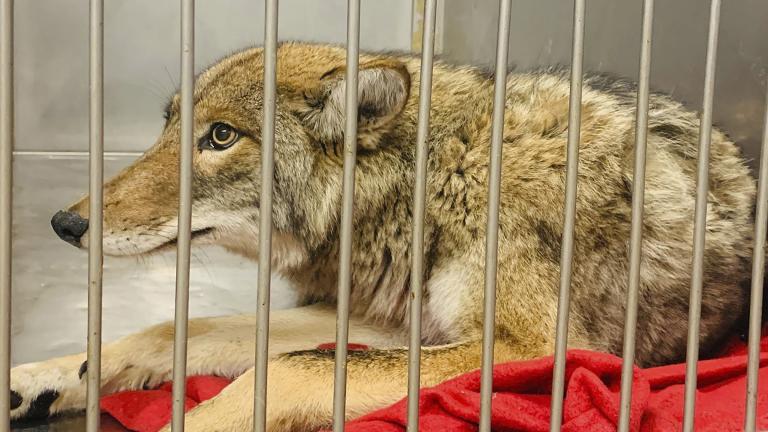 This Friday, Jan. 10, 2020 photo provided by Chicago Animal Care and Control in Chicago shows an injured coyote after it was successfully located and safely darted with a tranquilizer. (Chicago Animal Care and Control via AP)