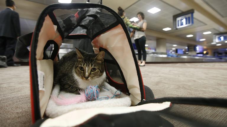In this Sept. 20, 2017, file photo, Oscar the cat, who is not a service animal, sits in his carry on travel bag after arriving at Phoenix Sky Harbor International Airport in Phoenix. (AP Photo / Ross D. Franklin, File) In this Sept. 20, 2017, file photo, Oscar the cat, who is not a service animal, sits in his carry on travel bag after arriving at Phoenix Sky Harbor International Airport in Phoenix. (AP Photo / Ross D. Franklin, File)