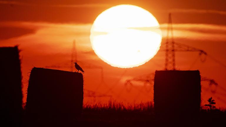 In this file photo dated Thursday, July 25, 2019, a bird sits on a straw bale on a field in Frankfurt, Germany, as the sun rises during an ongoing heatwave in Europe. (AP Photo / Michael Probst, FILE) In this file photo dated Thursday, July 25, 2019, a bird sits on a straw bale on a field in Frankfurt, Germany, as the sun rises during an ongoing heatwave in Europe. (AP Photo / Michael Probst, FILE)
