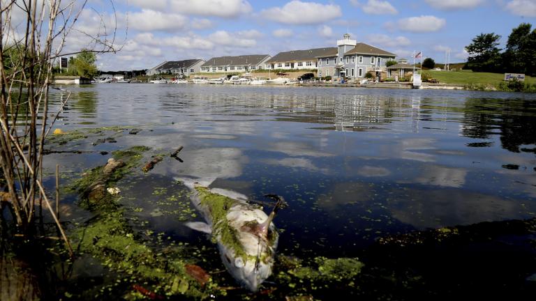  In this Thursday, Aug. 15, 2019 photo, a dead catfish floats along the bank of the Burns Ditch near the Portage Marina in Portage, Indiana. Some beaches along northwestern Indiana’s Lake Michigan shoreline are closed after authorities say a chemical spill in a tributary caused a fish kill. (John Luke / The Times via AP)