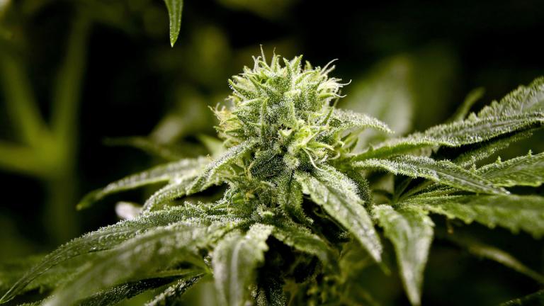 This March 22, 2019 file photo shows a bud on a marijuana plant at Compassionate Care Foundation's medical marijuana dispensary in Egg Harbor Township, New Jersey. (AP Photo / Julio Cortez, File)