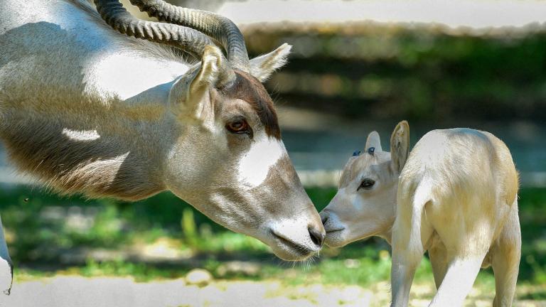 A baby addax calf, born July 2, with his mom, Simone, at Brookfield Zoo. (Jim Schulz / CZS-Brookfield Zoo)