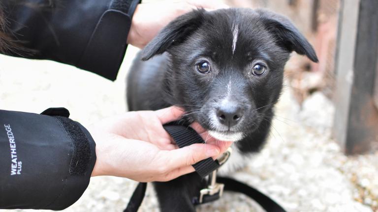 Adler goes for a walk. (Courtesy of PAWS Chicago)