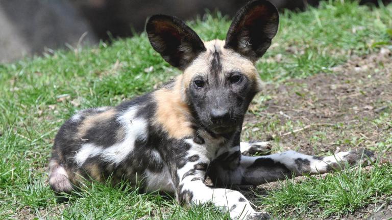 Brookfield Zoo welcomed a litter of seven African painted dogs in January, and is leaving the name of one of the pups up to the public. (Jim Schulz / Chicago Zoological Society)