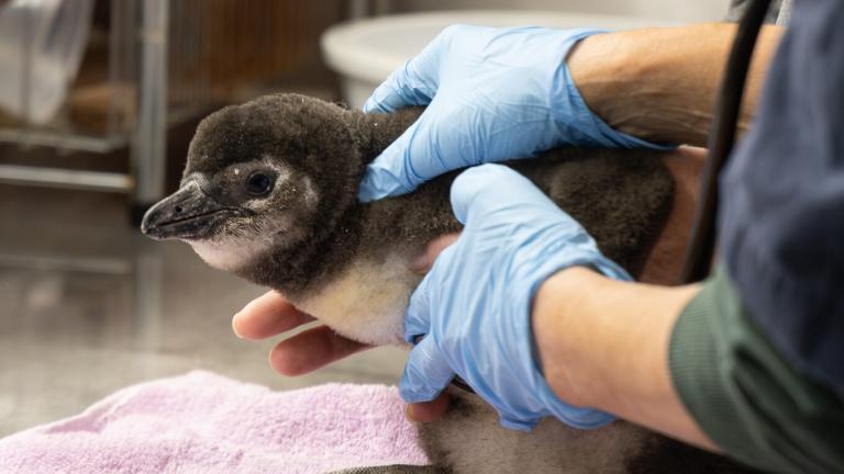 Lincoln Park Zoo's African penguin chick is hitting all of its key milestones after hatching October 1. (Courtesy Lincoln Park Zoo)