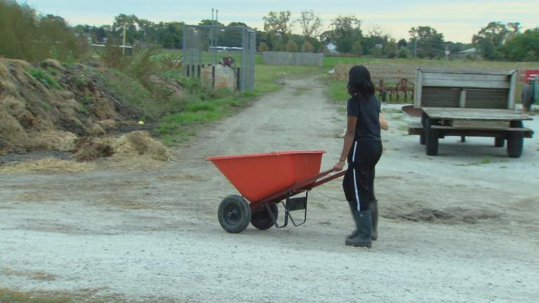 Students at work at the Chicago High School for Agricultural Sciences in Mount Greenwood. (WTTW News)