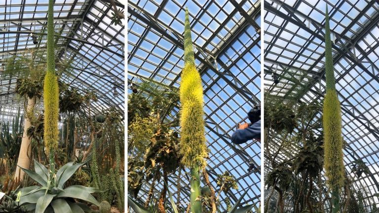 Guien the agave, at Garfield Park Conservatory, Feb. 7, 2022. (Patty Wetli / WTTW News)