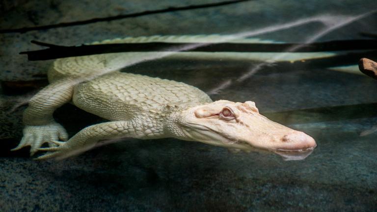 Snowflake, a 7-foot-long albino American alligator, will reside at Brookfield Zoo through September. (Kelly Tone / Chicago Zoological Society) 