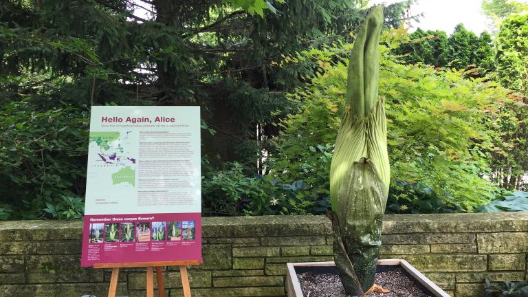Alice the corpse flower (Courtesy Chicago Botanic Garden)