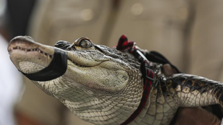 Florida alligator expert Frank Robb holds an alligator during a news conference, Tuesday, July 16, 2019, in Chicago. (AP Photo/Amr Alfiky)