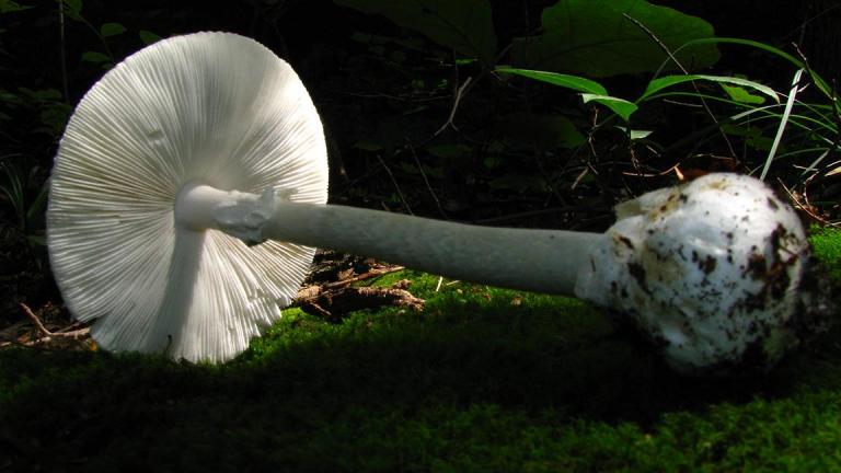 The Amanita bisporigera mushroom is also known as the "destroying angel." It's considered the most toxic mushroom in North America. (Dan Molter / Wikimedia Commons)