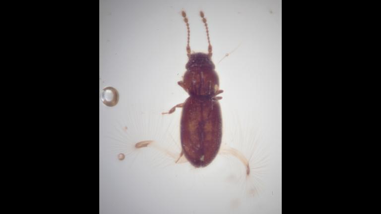 (Courtesy The Field Museum)