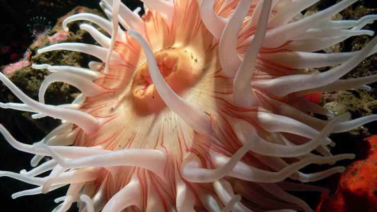 Sea anemone. (Bernard Spragg NZ / Flickr Creative Commons)