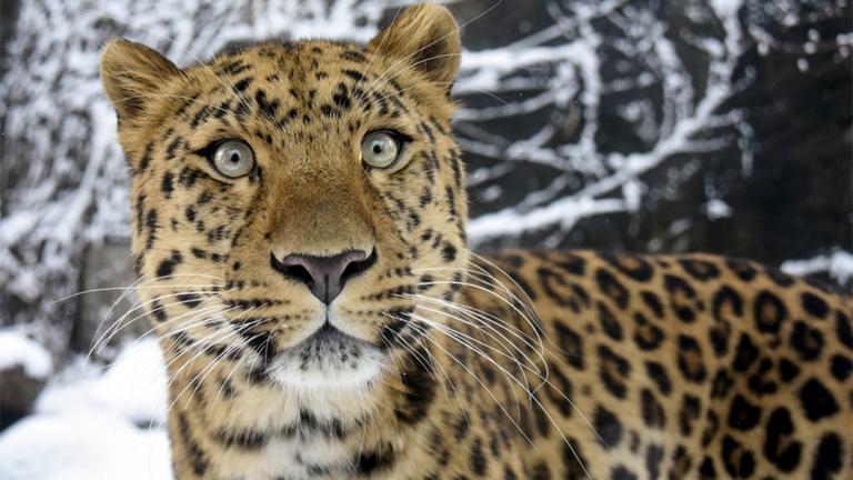 (Courtesy Chicago Zoological Society)