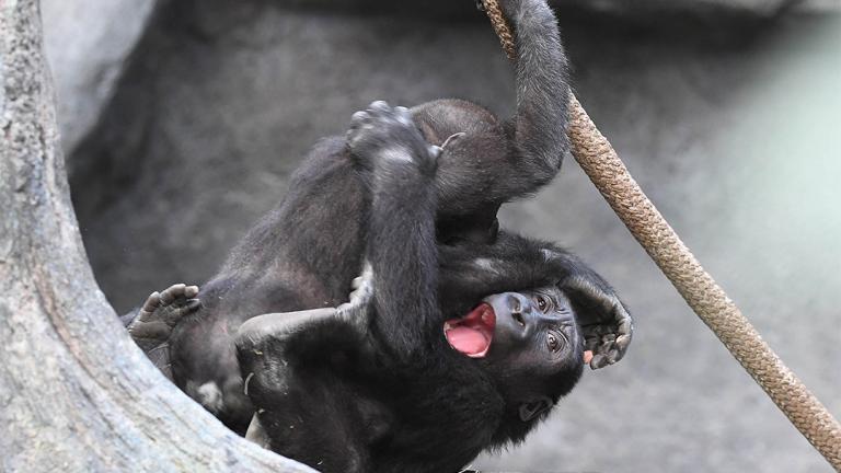 (Courtesy Chicago Zoological Society)