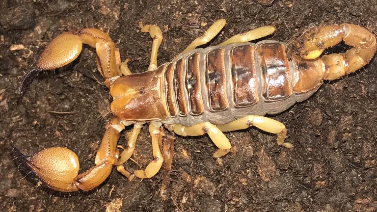 An African burrowing scorpion is among the highlights of Brookfield Zoo’s new “Amazing Arachnids” exhibit. (Jim Schulz / Chicago Zoological Society)