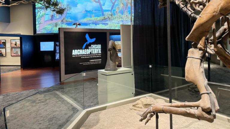 The new Chicago Archaeopteryx exhibit is now open in the Field Museum's Hall of Dinosaurs. (Nicole Cardos / WTTW News)