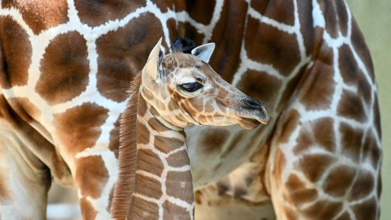 Meet Brookfield Zoo's baby giraffe, born Aug. 19. (Jim Schulz / CZS-Brookfield Zoo)