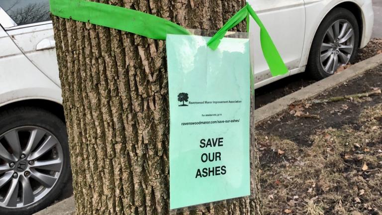 Several communities have raised funds to treat their neighborhood ash trees. (Patty Wetli / WTTW News)