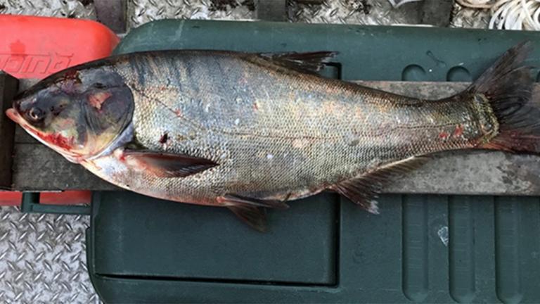 A silver carp captured in June 2017 in the Illinois Waterway below the T.J. O’Brien Lock and Dam, about 9 miles from Lake Michigan. (Courtesy Illinois Department of Natural Resources)