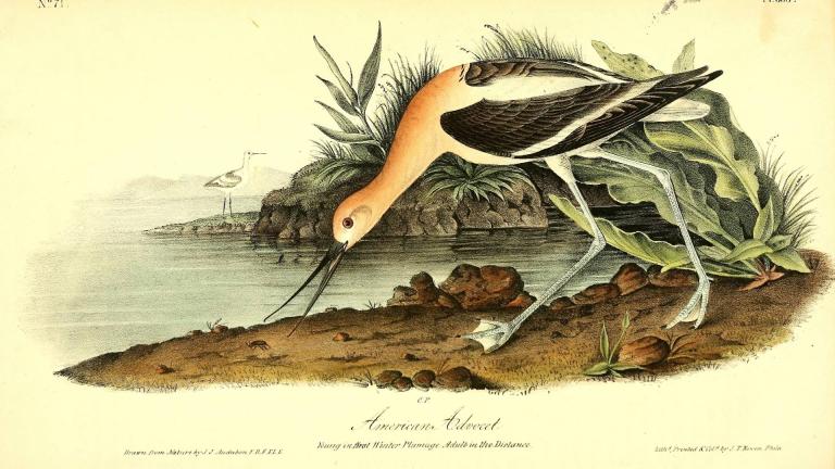 John James Audubon's illustrations are still revered, but the naturalist's troubling history is being called into question. (Biodiversity Heritage Library)