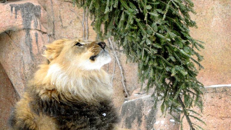 Titus, an African lion, channeling his inner house cat. (Jim Schulz / CZS-Brookfield Zoo)