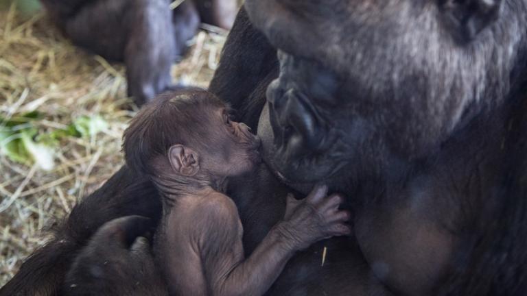 Rollie, a western lowland gorilla at Lincoln Park Zoo, with her male infant, who was born May 12. (Christopher Bijalba / Lincoln Park Zoo)